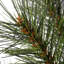 Arbre de pin illuminé 3 pi