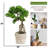 Panama 36 " H Faux Tree