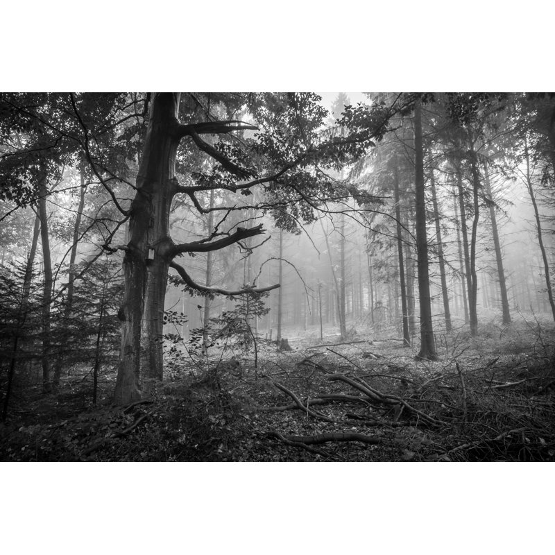 Spooky Forest - Wrapped Canvas Print, 30cm H x 46cm W