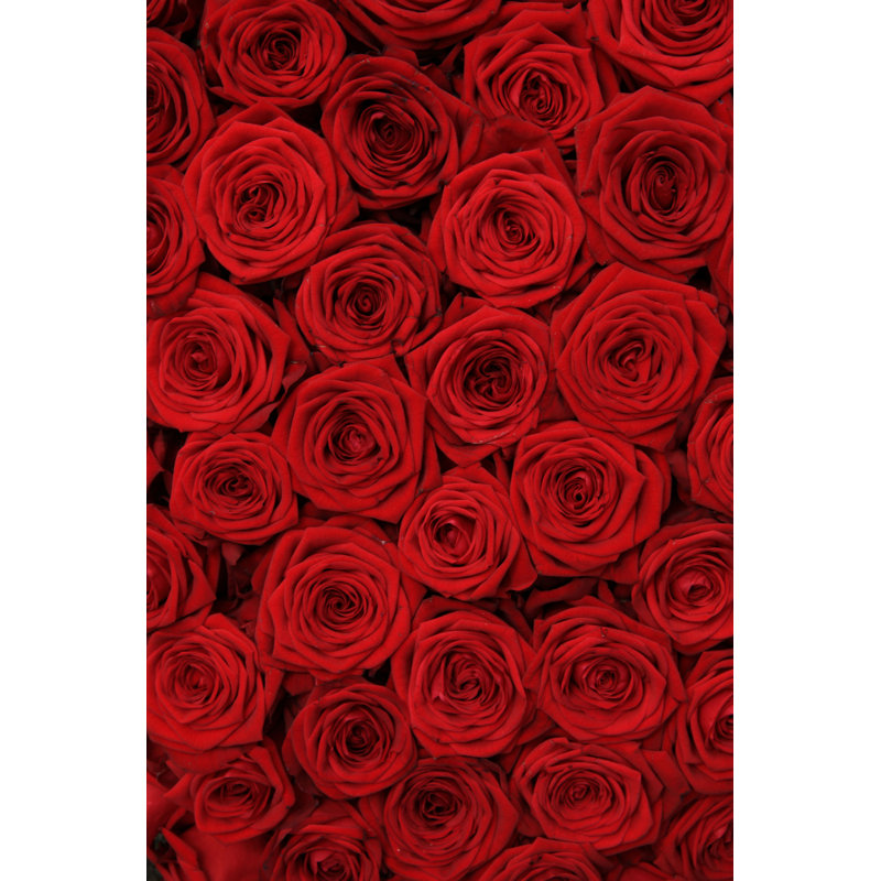 Rose rouge - photographie sur toile tendue, H 18 po x l 12 po