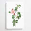 Dog Rose In Pink by Pierre-Joseph Redoute - Wrapped Canvas-55342813