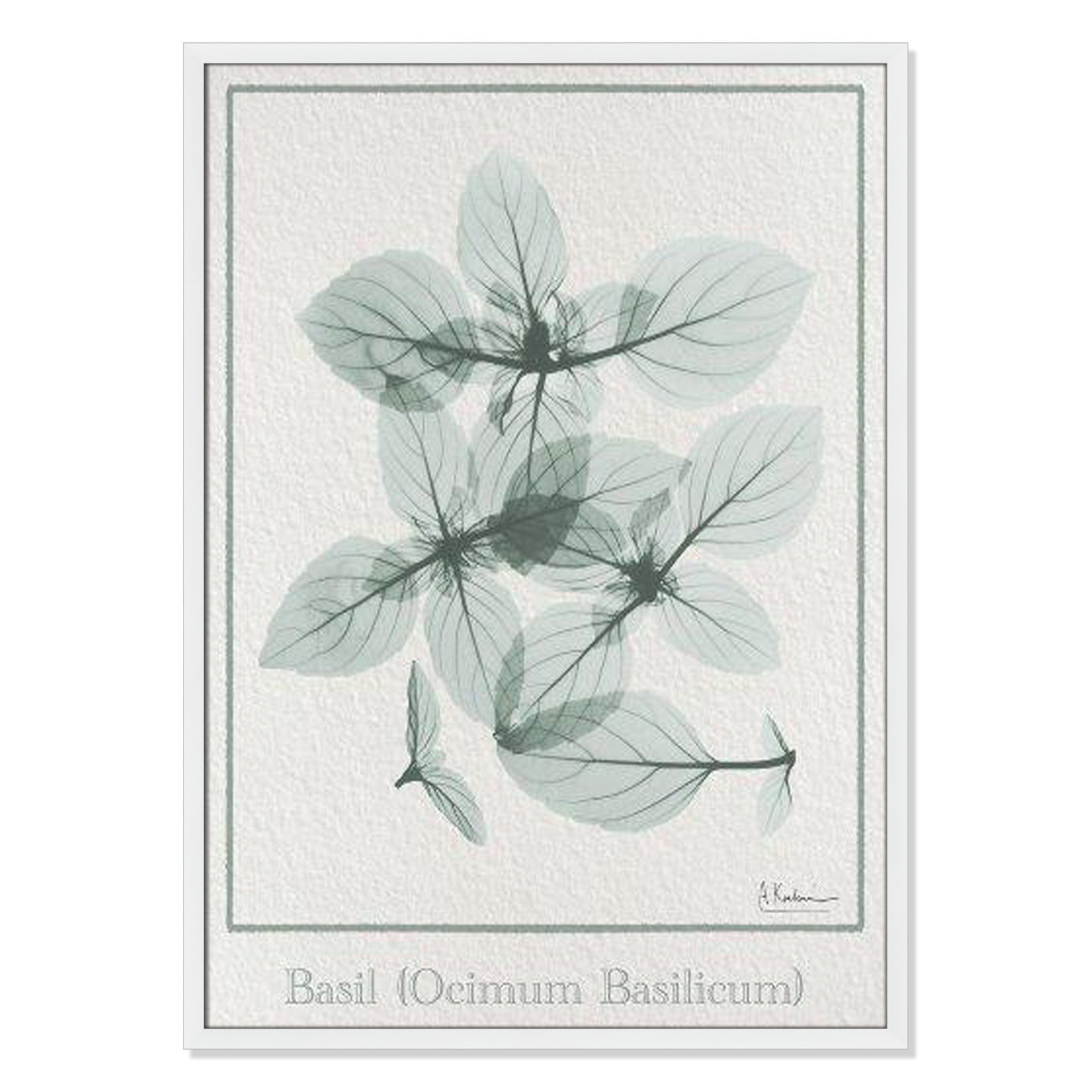 Jeanette "Basil Ocimum Basilicum" Painting, 35.5" H x 25.5" W x 1.25" D, Satin White Framed Paper