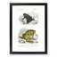 Frog and Toad Illustration by Charles d' Orbigny - Picture Frame Painting Print-55577600-55577597