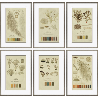 Lichen Studies, John Peter Westring, 1808 Framed by Paul Cezanne
