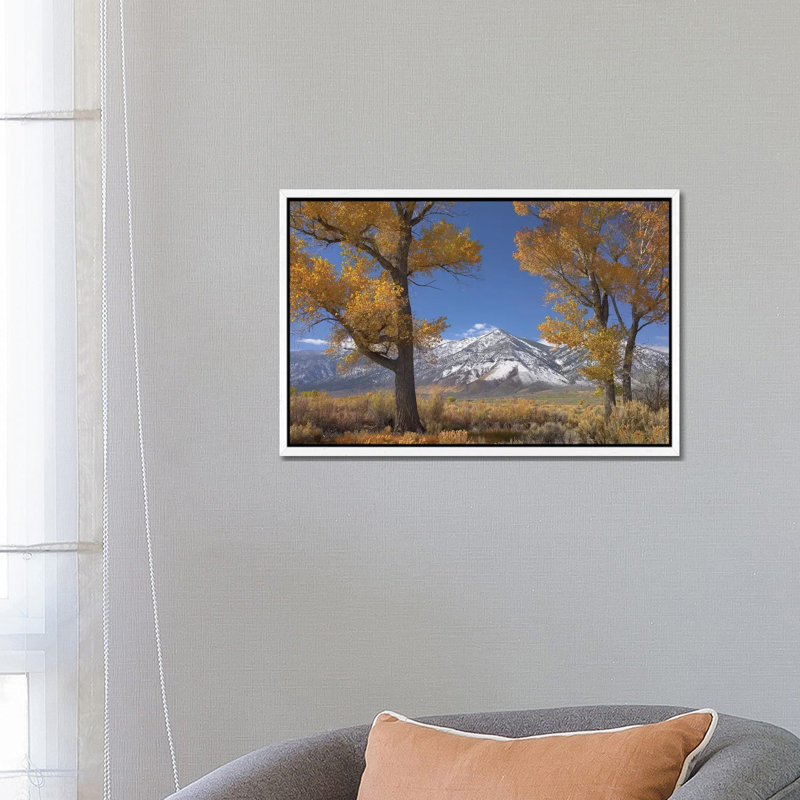 Cottonwood Trees, Fall Foliage, Carson Valley, Nevada II 1 Piece Wall Art on Canvas, 66.04 cm H x 45.72 cm W, White Framed