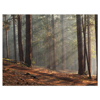 " Rays Of Sun In Dense Forest "