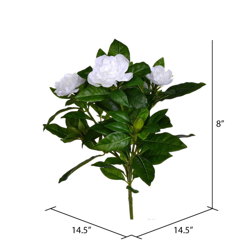 Gardenia