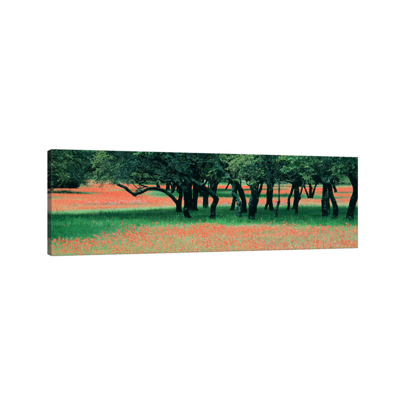 Indian Paintbrushes And Scattered Oaks, Texas Hill Co, Texas, USA - Wrapped Canvas Panoramic Print