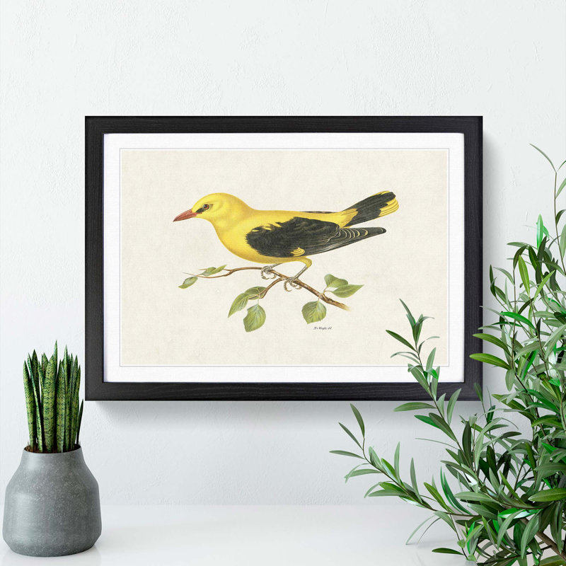 Eurasian Golden Oriole by Von Wright - Picture Frame Painting Print, 48cm H x 65cm W x 2cm D, Black Framed