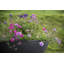 Jodelle Fibreglass Planter-14486183