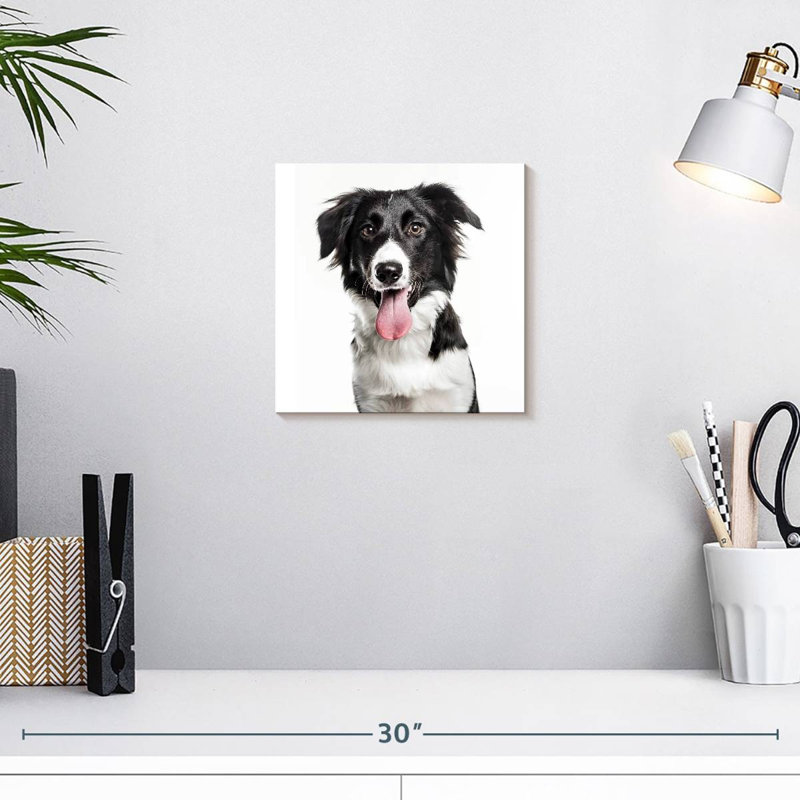Border Collie, H 10 po x l 10 po