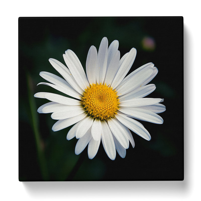 Daisy Photograph - Wrapped Canvas, 50cm H x 50cm W x 3cm D