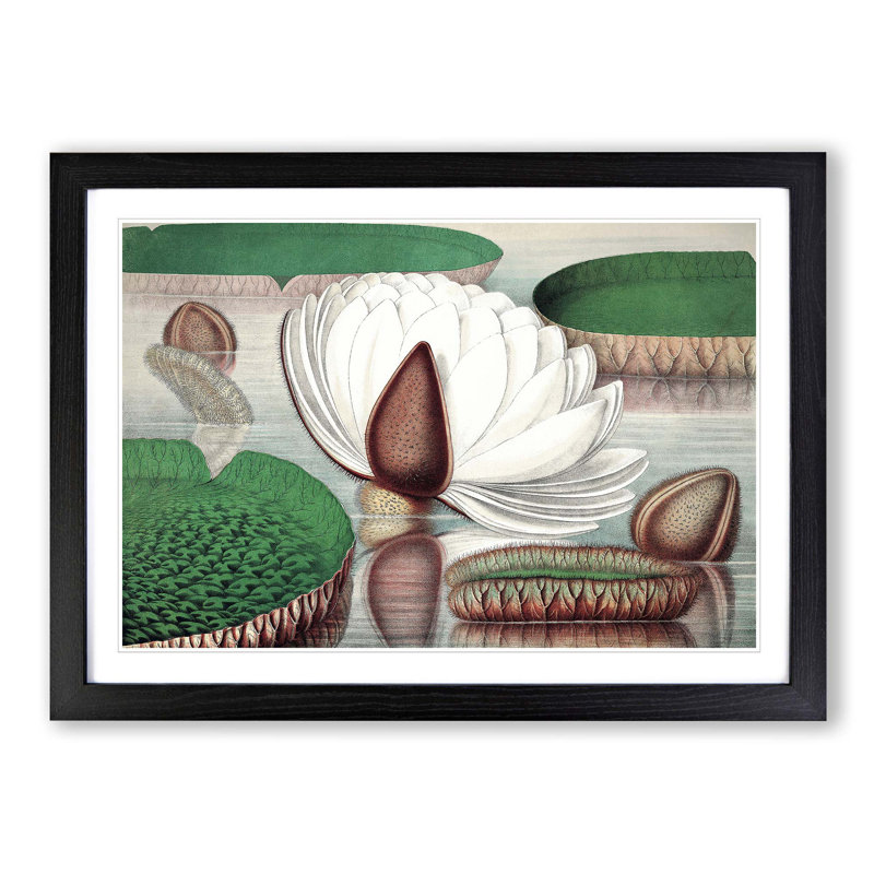 Gigantic Water Lily in Bloom by William Sharp - Picture Frame Painting Print, 27cm H x 36cm W x 2cm D, Black Framed