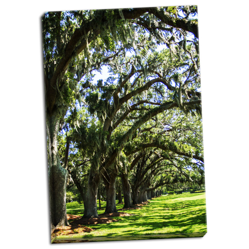« avenue of oaks i », reproduction de photo, H 36 po x l 24 po x P 0,75 po, Toile tendue