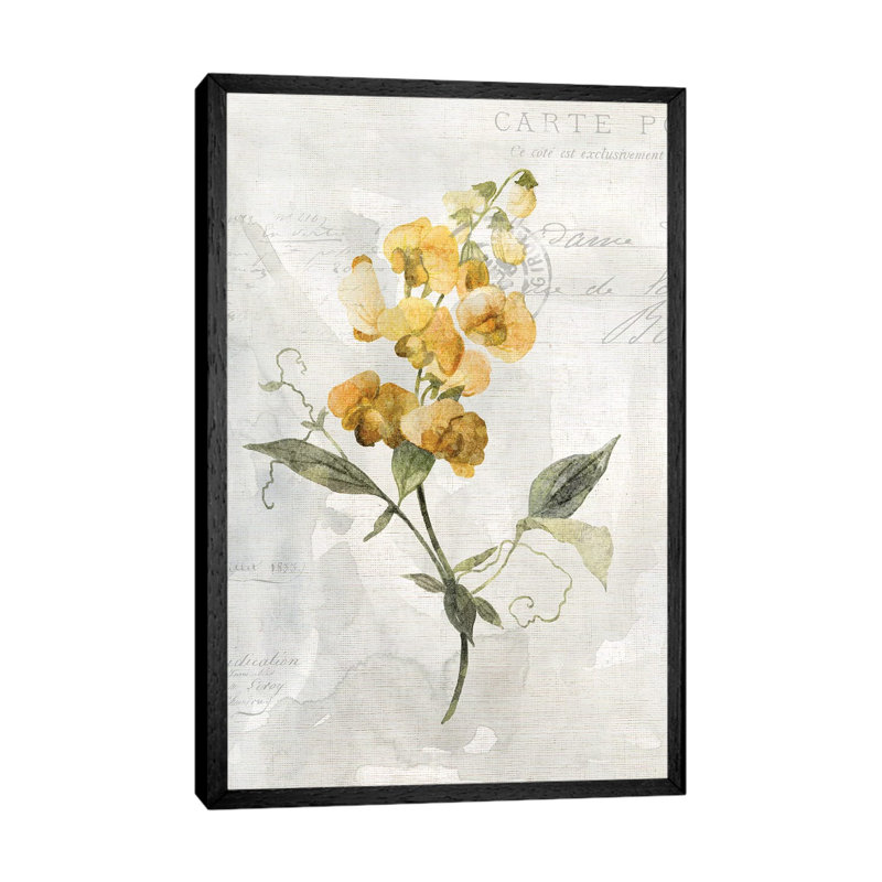 Canary Linen Sweetpea by Carol Robinson - Print on Canvas, 66.04 cm H x 45.72 cm W, Black Framed
