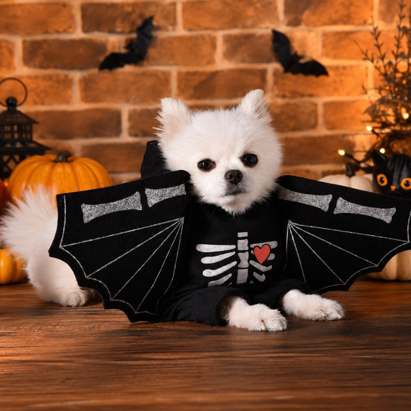 Déguisement de chauve-souris d'Halloween avec capuche et squelette d'Halloween, 9,5 po x 7,9 po