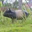 Statues de cochon de jardin en résine pour pelouse d'extérieur