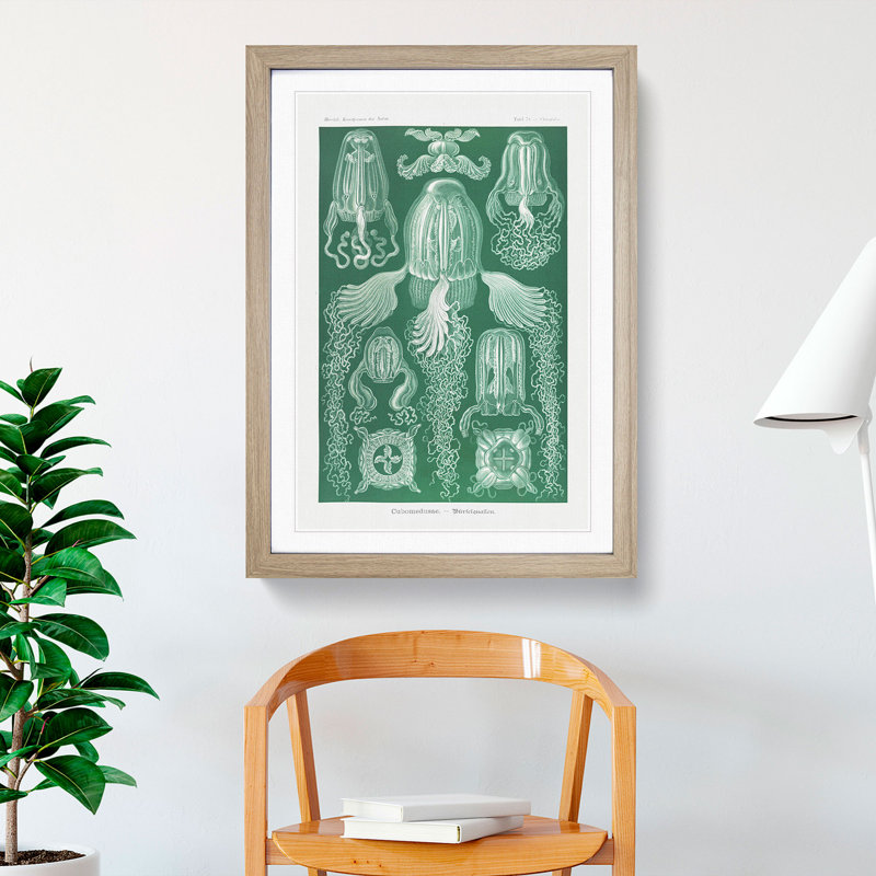 Cube Jellyfish by Ernst Haeckel - Picture Frame Graphic Art, Oak Framed, 48cm H x 36cm W x 2cm D