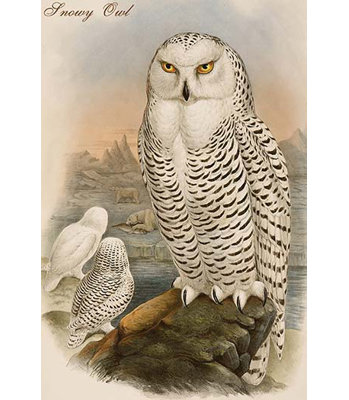 " Snowy Owl " by John Gould