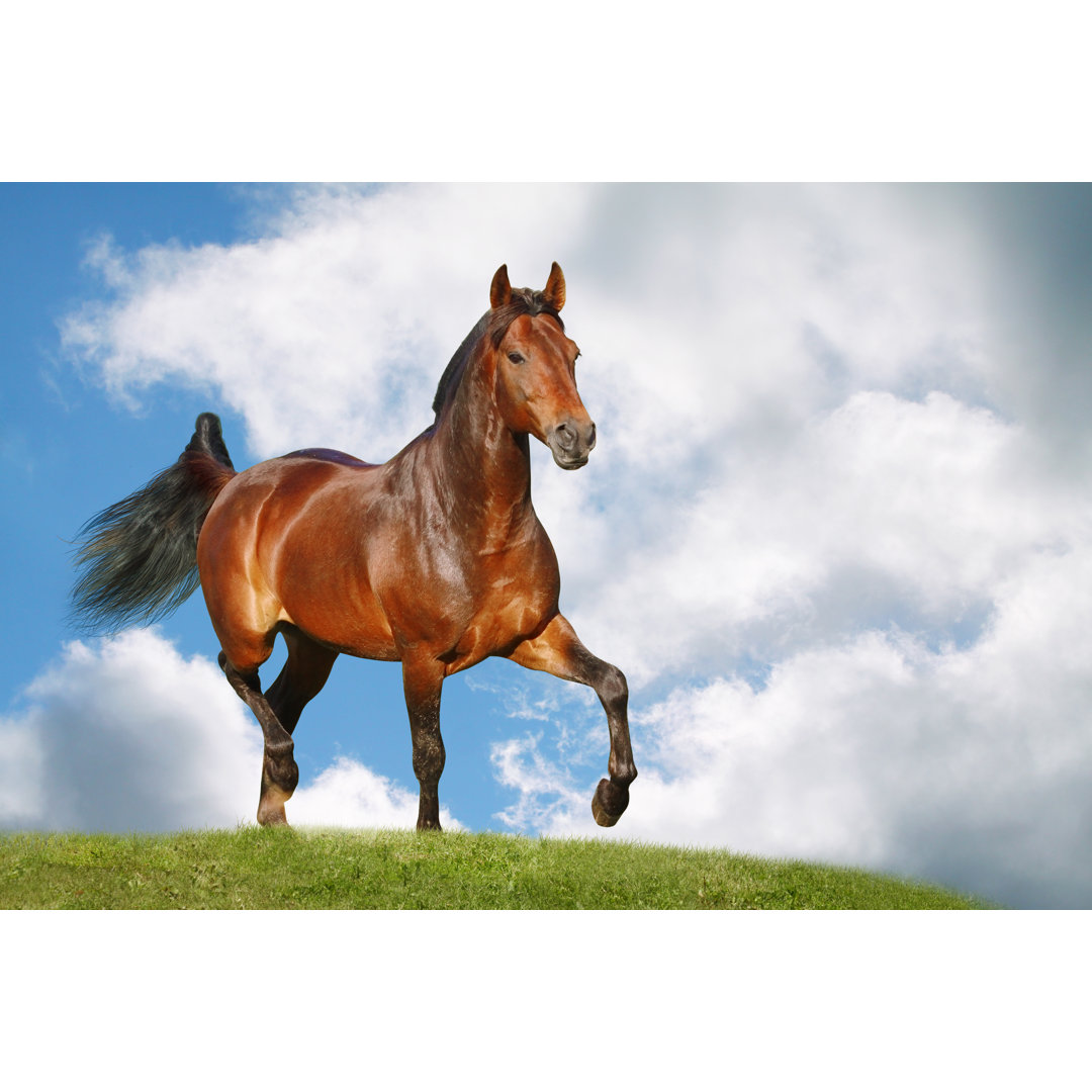 Leinwandbild Horse in Field von Mari Art