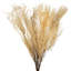 26 plantes