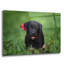 «Black Lab Pup 10» par Jonathan Ross-417615988