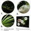 Anthurium blanc dans un salon tropical - art mural floral-1601877152-1601877164