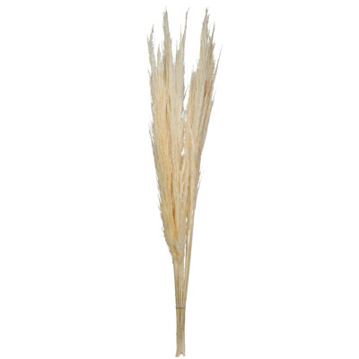 46" Dried Pampas Grass
