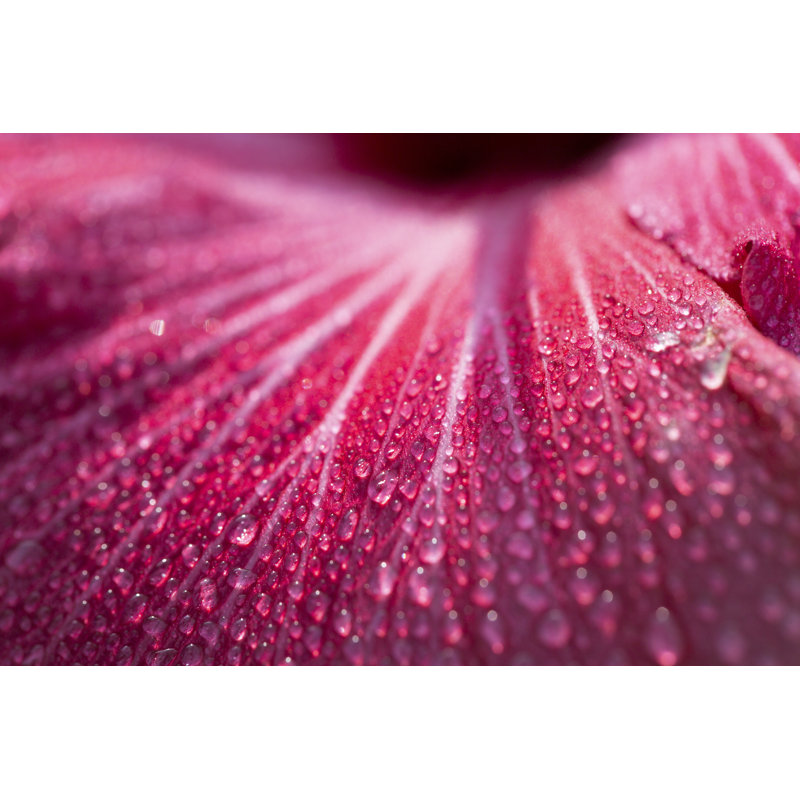 Hibiscus Pink Petal With Dew Background by OKRAD - Wrapped Canvas Print, 81cm H x 122cm W x 3.8cm D
