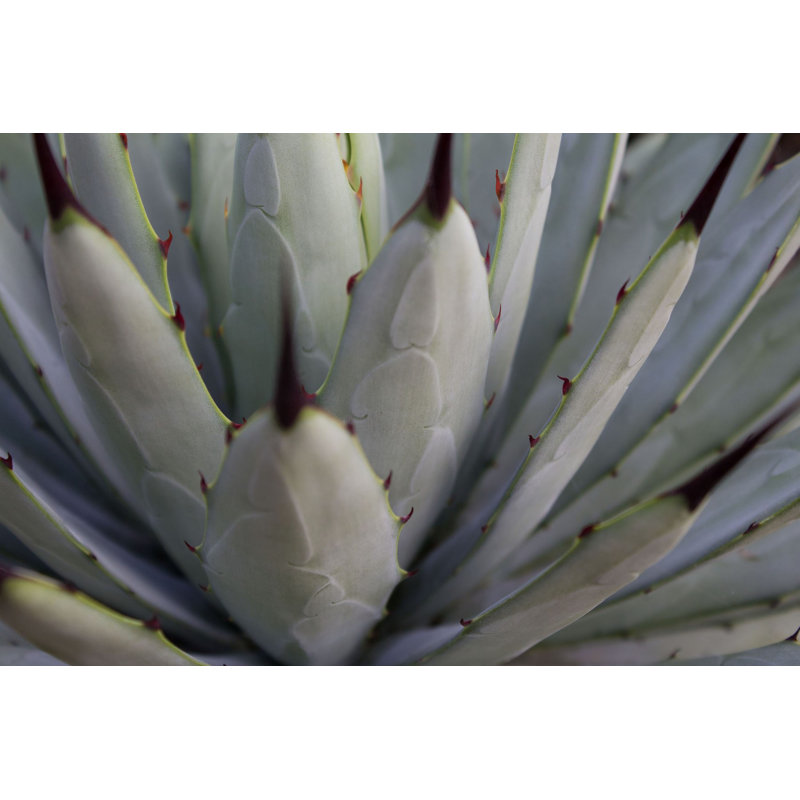 Wrapped Canvas Print, 30 cm H x 45 cm W x 3.81 cm D