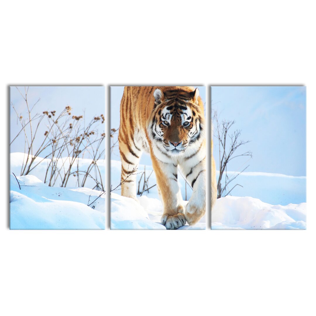 3-tlg. Leinwandbilder-Set Proud Tiger in Snow