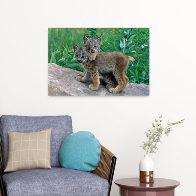Pair Of Lynx Kittens Playing On Rock Minnesota Usa. Abstract Contemporary Nature Wildlife Art