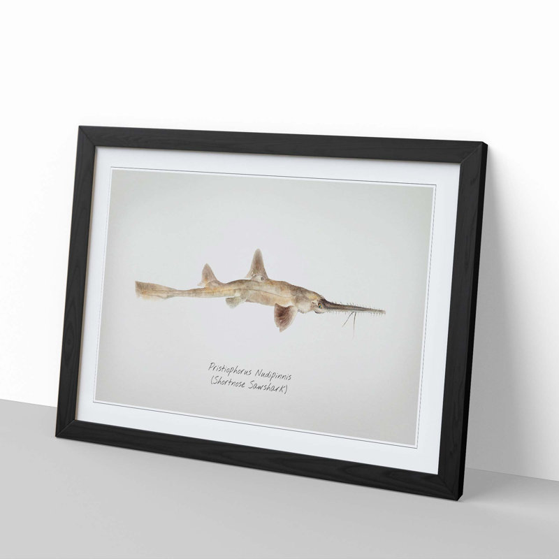 Illustration of a Shortnose Sawshark by F.E. Clarke - Picture Frame Graphic Art Print, 36cm H x 48cm W x 2cm D, Black Framed