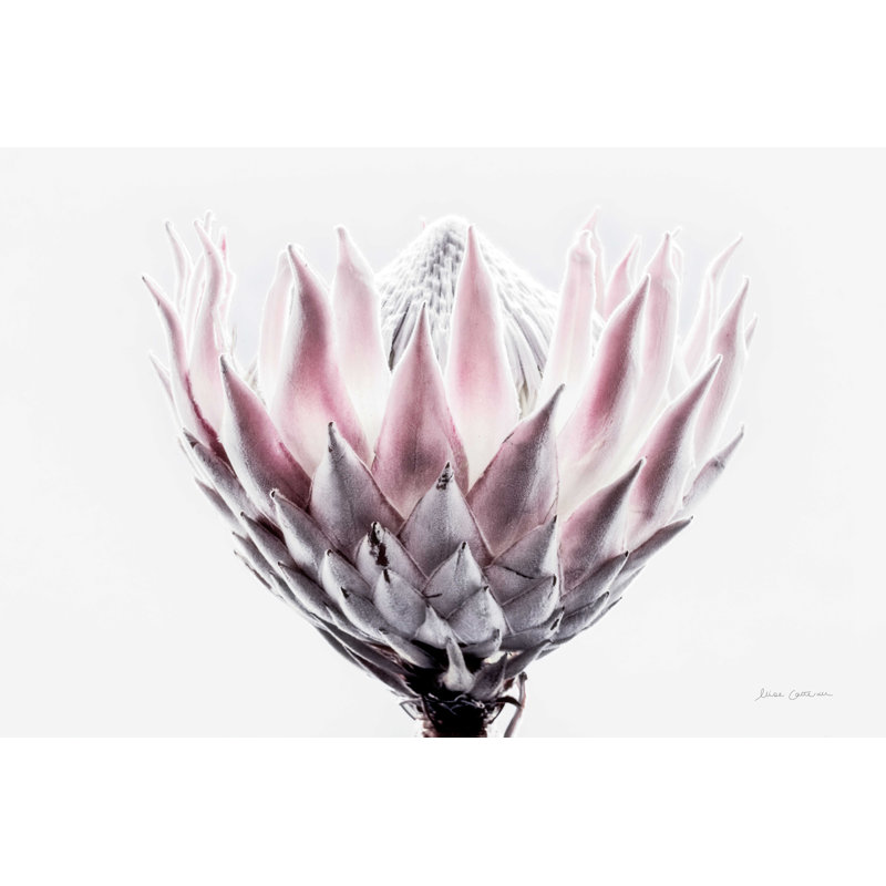 Protea pâle II, H 24 po x l 36 po