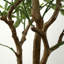 Approx. 83 Inches High Artificial Olive Tree