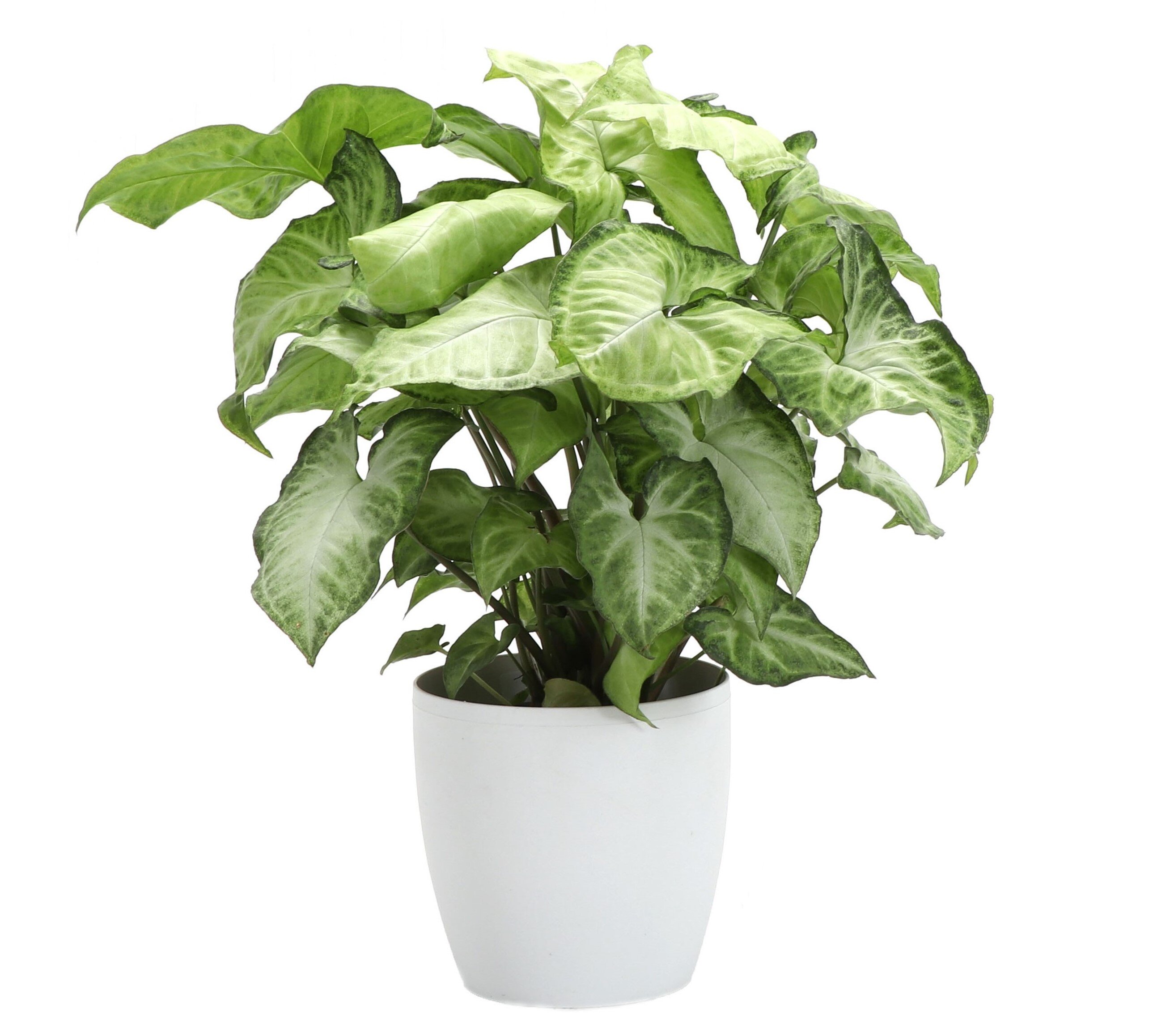 Thorsen's Greenhouse Live White Butterfly Plant in Classic Pot ...