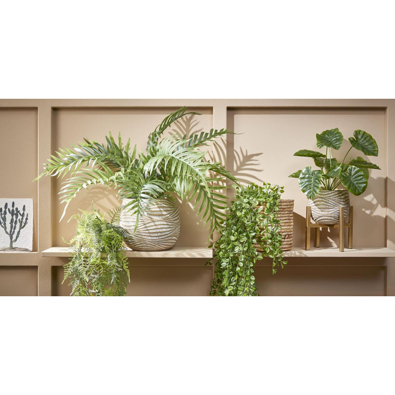 Areca 53cm Plant