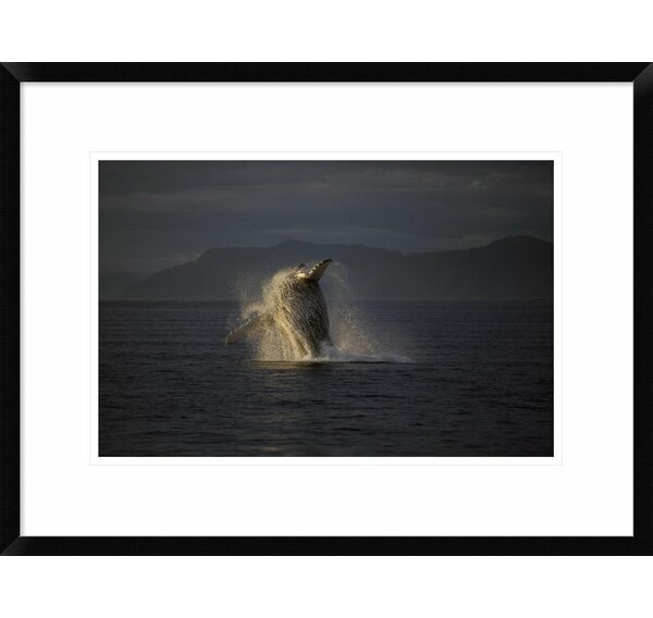 Global Gallery Humpback Whale Breaching Framed On Paper Print | Wayfair