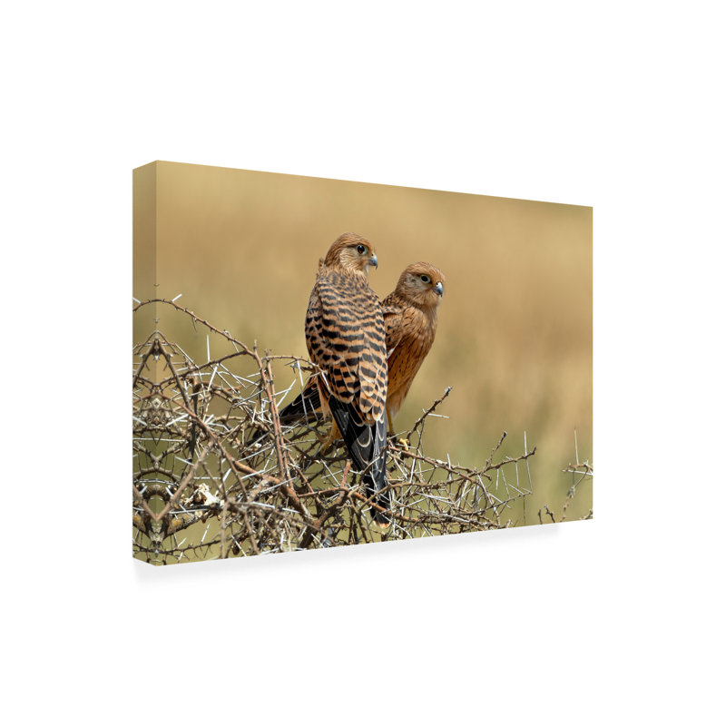 «Nicolas Merino Kestrels Couple», art sur toile, H 30 po x l 47 po