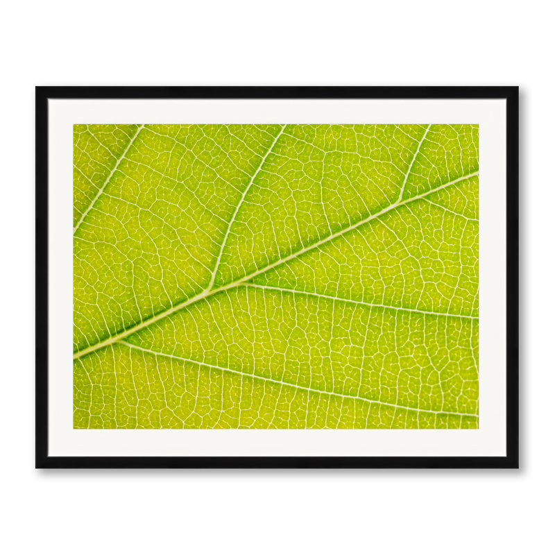 Autumn Leaf Print by Philippe Monthoux, Black Framed Paper, 24" H x 30" W