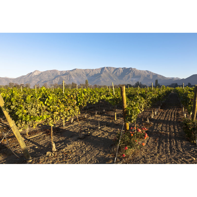 Vineyard - Photographie sur toile tendue, H 8 po x l 12 po