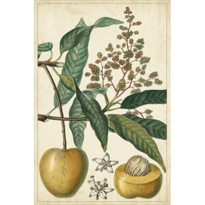 Exotic Fruits III by Turpin - Wrapped Canvas Print