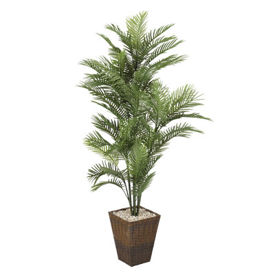 Palmier de plancher robellini dans le panier
