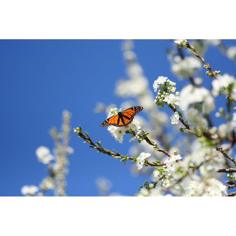 Monarque papillon dans un arbre - Photographie sur toile tendue, H 8 po x l 12 po