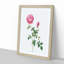 Autumn China Rose in Pink by Pierre-Joseph Redoute - Framed Print-55456843-55456840