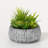 Darwen 6'' Faux Succulent in Cement Planter