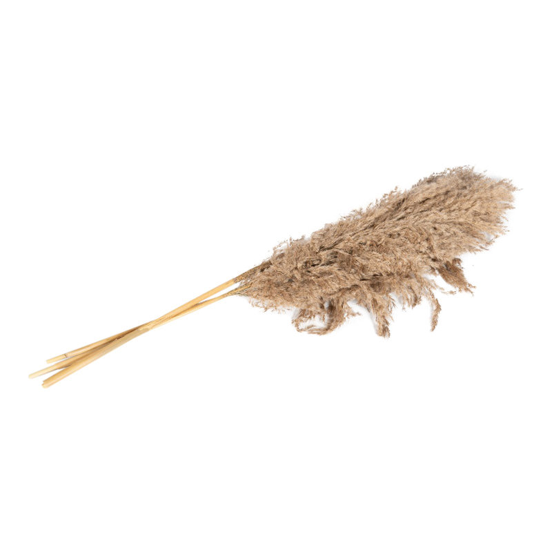 Natural Fibres Pampass Grass Arrangement