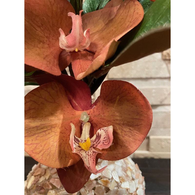 Orchidées Longhorn