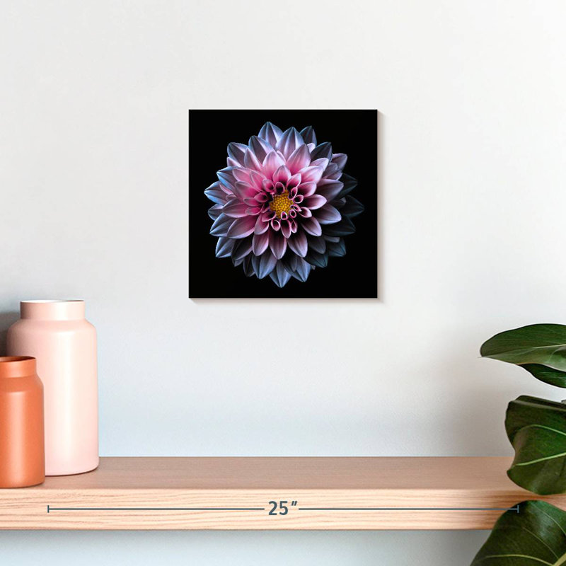 Dahlia Harnek rose et mauve, H 10 po x l 10 po