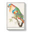 The Parrot by A.B. De Boodt - Wrapped Canvas-55358371